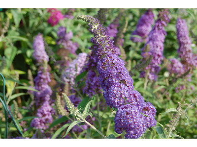 Buddleja davidii