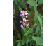 Buddleja davidii Berries & Cream