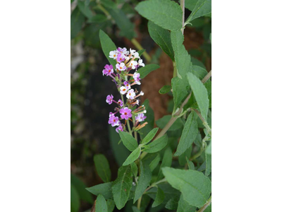 Buddleja davidii