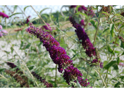 Buddleja davidii