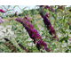 Buddleja davidii Black Knight