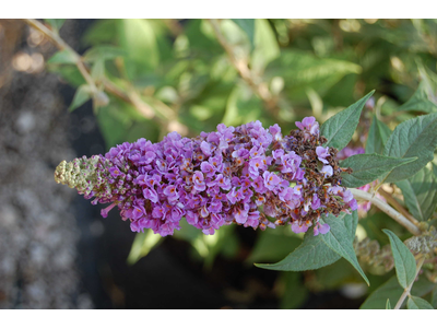 Buddleja davidii