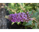 Buddleja davidii Blue Chip ®