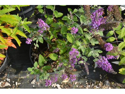 Buddleja davidii