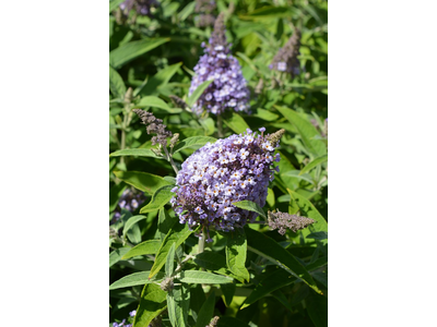 Buddleja davidii