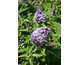 Buddleja davidii Butterfly Candy ® Lila Sweetheart