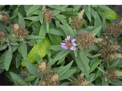 Buddleja davidii