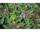 Buddleja davidii Butterfly Candy ® Little Lila