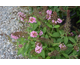 Buddleja davidii Butterfly Candy ® Little Pink