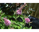 Buddleja davidii Butterfly Candy ® Little Pink