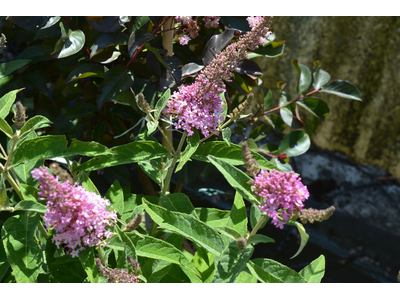 Buddleja davidii