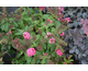 Buddleja davidii Butterfly Candy ® Little Ruby