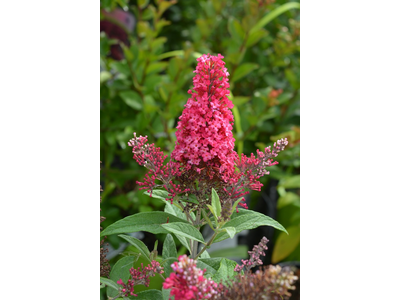 Buddleja davidii