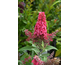 Buddleja davidii Butterfly Candy ® Little Ruby