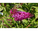 Buddleja davidii Buzz Pink Purple