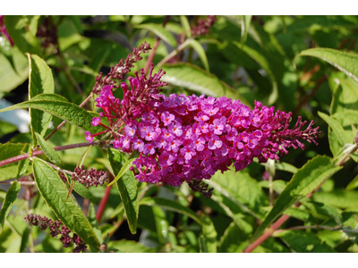 Buddleja davidii