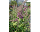 Buddleja davidii Camberwell Beauty ®