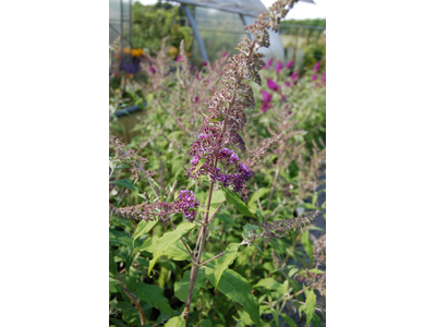 Buddleja davidii