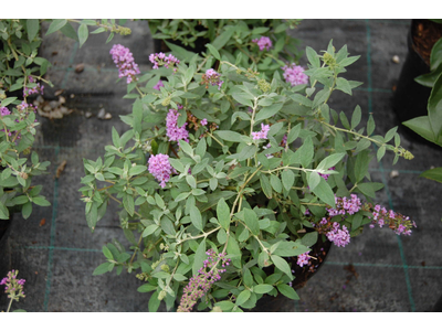 Buddleja davidii