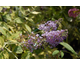 Buddleja davidii Lochinch