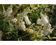 Buddleja davidii Marbled White ®