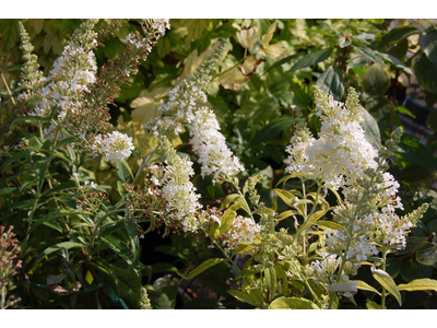 Buddleja davidii