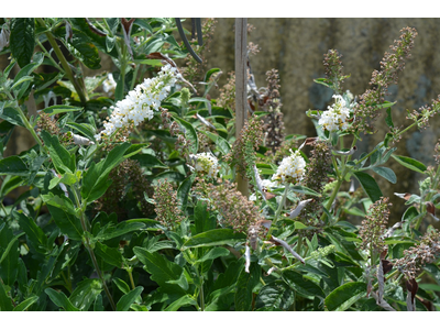 Buddleja davidii
