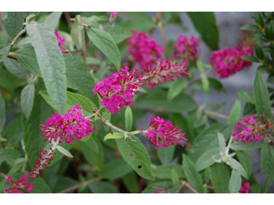 Buddleja davidii