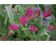 Buddleja davidii Miss Ruby ®