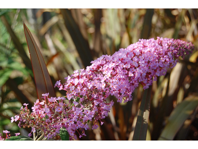 Buddleja davidii