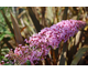 Buddleja davidii Pink Delight