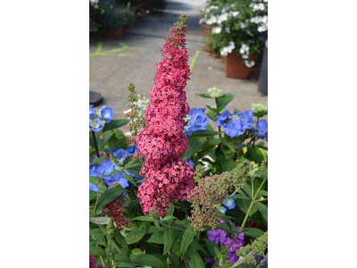 Buddleja davidii