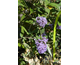 Buddleja davidii Purple Chip