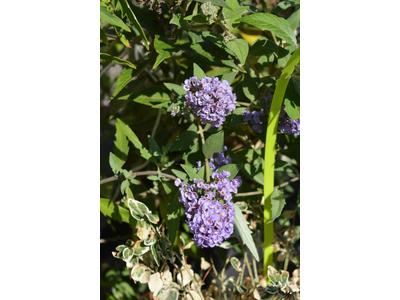 Buddleja davidii