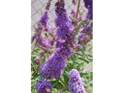 Buddleja davidii