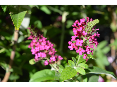 Buddleja davidii