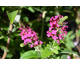 Buddleja davidii Red Chip (Miss Molly)