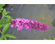 Buddleja davidii Royal Red