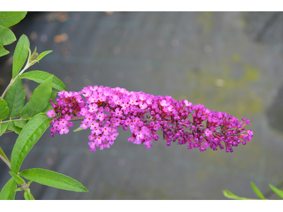 Buddleja davidii