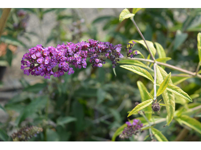 Buddleja davidii