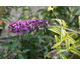 Buddleja davidii Santana ®