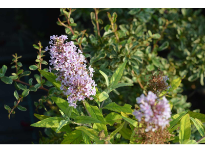 Buddleja davidii