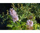 Buddleja davidii Slim Lavender