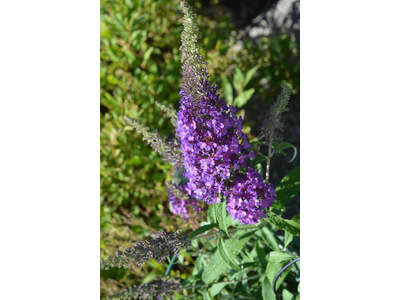 Buddleja davidii