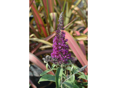 Buddleja davidii