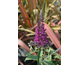 Buddleja davidii Summer Bird Magenta