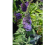 Buddleja davidii Summer Bird Violet