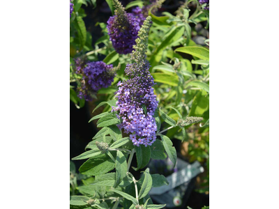 Buddleja davidii