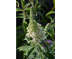 Buddleja davidii