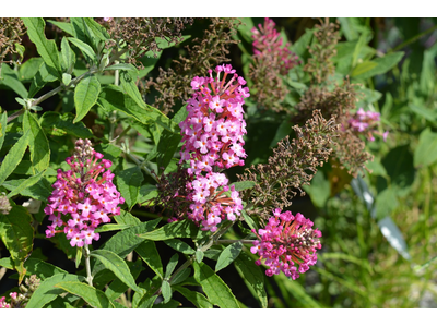 Buddleja davidii